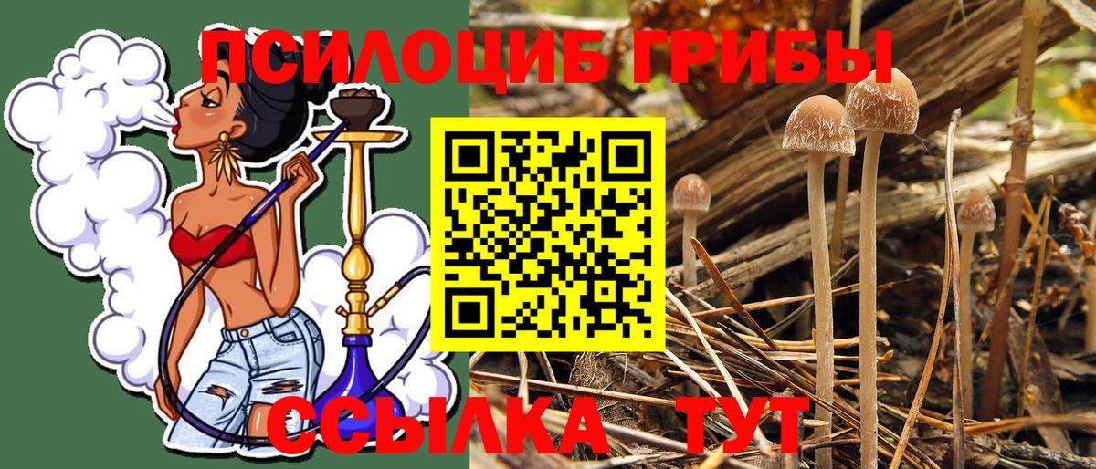 Псилоцибиновые грибы Psilocybine cubensis Нижний Новгород